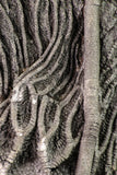 09160 - Top Beautiful 7.48 Inch Silurian Scyphocrinites elegans Crinoid Plate