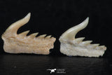 06420 - Great Collection of 3 Weltonia ancistrodon Shark Teeth Paleocene