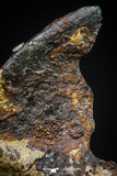 20978 - Taza (NWA 859) Iron Ungrouped Plessitic Octahedrite Meteorite 1.0g ORIENTED