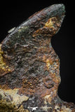 20978 - Taza (NWA 859) Iron Ungrouped Plessitic Octahedrite Meteorite 1.0g ORIENTED