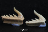 06420 - Great Collection of 3 Weltonia ancistrodon Shark Teeth Paleocene