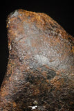 20979 - Taza (NWA 859) Iron Ungrouped Plessitic Octahedrite Meteorite 1.4g ORIENTED