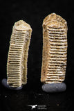 06421 - Great Collection of 4 Myliobatis Stingray Dental Plates Paleocene