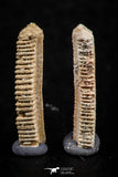 06421 - Great Collection of 4 Myliobatis Stingray Dental Plates Paleocene
