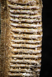06421 - Great Collection of 4 Myliobatis Stingray Dental Plates Paleocene