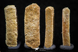 06421 - Great Collection of 4 Myliobatis Stingray Dental Plates Paleocene