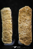 06421 - Great Collection of 4 Myliobatis Stingray Dental Plates Paleocene