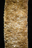 06421 - Great Collection of 4 Myliobatis Stingray Dental Plates Paleocene