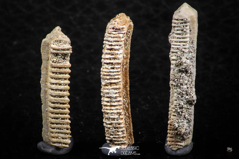 06422 - Great Collection of 3 Myliobatis Stingray Dental Plates Paleocene
