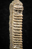 06422 - Great Collection of 3 Myliobatis Stingray Dental Plates Paleocene