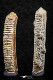 06422 - Great Collection of 3 Myliobatis Stingray Dental Plates Paleocene