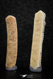 06422 - Great Collection of 3 Myliobatis Stingray Dental Plates Paleocene