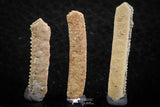 06422 - Great Collection of 3 Myliobatis Stingray Dental Plates Paleocene