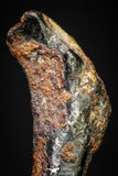 20980 - Taza (NWA 859) Iron Ungrouped Plessitic Octahedrite Meteorite 1.9g ORIENTED