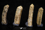 06423 - Great Collection of 4 Myliobatis Stingray Dental Plates Paleocene