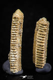 06423 - Great Collection of 4 Myliobatis Stingray Dental Plates Paleocene