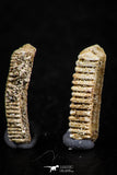 06423 - Great Collection of 4 Myliobatis Stingray Dental Plates Paleocene