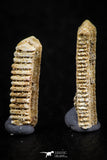 06423 - Great Collection of 4 Myliobatis Stingray Dental Plates Paleocene