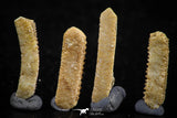 06423 - Great Collection of 4 Myliobatis Stingray Dental Plates Paleocene