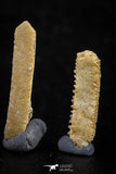 06423 - Great Collection of 4 Myliobatis Stingray Dental Plates Paleocene