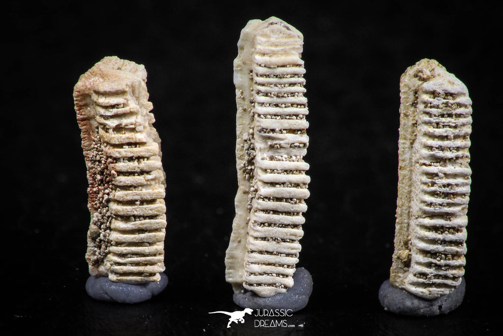 06424 - Great Collection of 3 Myliobatis Stingray Dental Plates Paleocene