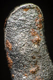20981 - Taza (NWA 859) Iron Ungrouped Plessitic Octahedrite Meteorite 1.6g ORIENTED