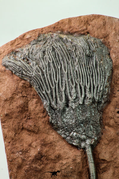 Finest Quality 7.91 Inch Silurian Scyphocrinites elegans Crinoid Plate ...