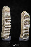 06424 - Great Collection of 3 Myliobatis Stingray Dental Plates Paleocene