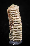 06424 - Great Collection of 3 Myliobatis Stingray Dental Plates Paleocene