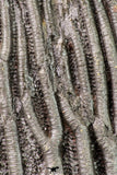 09164 - Finest Quality 7.91 Inch Silurian Scyphocrinites elegans Crinoid Plate