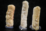 06424 - Great Collection of 3 Myliobatis Stingray Dental Plates Paleocene