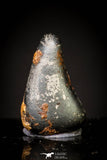 20982 - Taza (NWA 859) Iron Ungrouped Plessitic Octahedrite Meteorite 1.2g ORIENTED