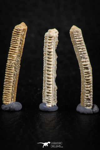 06425 - Great Collection of 3 Myliobatis Stingray Dental Plates Paleocene