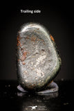 20982 - Taza (NWA 859) Iron Ungrouped Plessitic Octahedrite Meteorite 1.2g ORIENTED