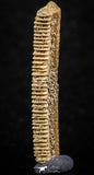 06425 - Great Collection of 3 Myliobatis Stingray Dental Plates Paleocene
