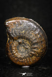 05216 - Beautiful Pyritized 1.03 Inch Unidentified Lower Cretaceous Ammonites