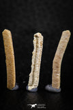 06425 - Great Collection of 3 Myliobatis Stingray Dental Plates Paleocene