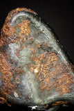 20983 - Taza (NWA 859) Iron Ungrouped Plessitic Octahedrite Meteorite 0.8g ORIENTED