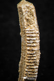 06426 - Great Collection of 2 Myliobatis Stingray Dental Plates Paleocene