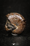 05217 - Beautiful Pyritized 0.63 Inch Phylloceras Lower Cretaceous Ammonites