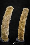 06426 - Great Collection of 2 Myliobatis Stingray Dental Plates Paleocene