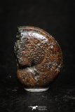 05218 - Beautiful Pyritized 0.76 Inch Phylloceras Lower Cretaceous Ammonites