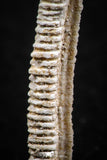 06427 - Great Collection of 2 Myliobatis Stingray Dental Plates Paleocene
