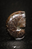 05218 - Beautiful Pyritized 0.76 Inch Phylloceras Lower Cretaceous Ammonites