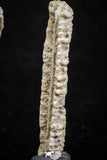06427 - Great Collection of 2 Myliobatis Stingray Dental Plates Paleocene