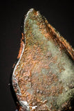 20983 - Taza (NWA 859) Iron Ungrouped Plessitic Octahedrite Meteorite 0.8g ORIENTED