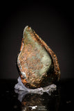 20983 - Taza (NWA 859) Iron Ungrouped Plessitic Octahedrite Meteorite 0.8g ORIENTED