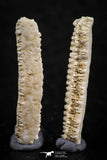 06427 - Great Collection of 2 Myliobatis Stingray Dental Plates Paleocene