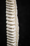 06428 - Great Collection of 2 Myliobatis Stingray Dental Plates Paleocene
