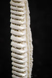 06428 - Great Collection of 2 Myliobatis Stingray Dental Plates Paleocene